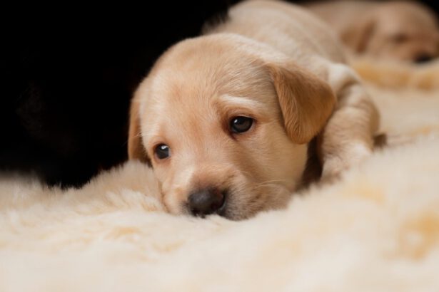 Il tuo cane ha problemi di salute? Potrebbe essere colpa dello stress 9