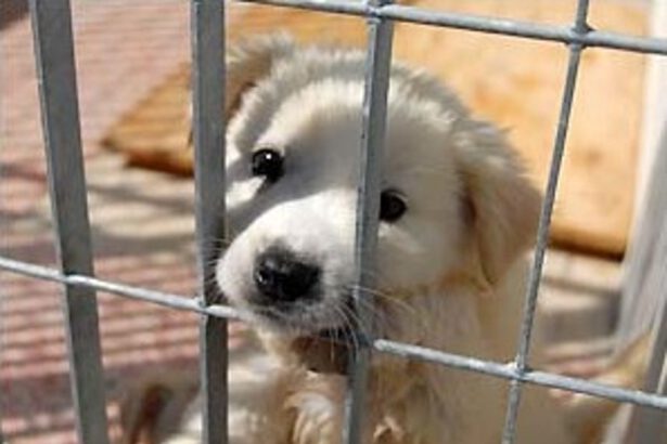 In America la quarantena si fa in compagnia: boom di adozioni nei canili 6