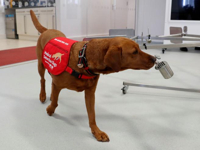 I cani possono riconoscere il Covid-19 se addestrati 1