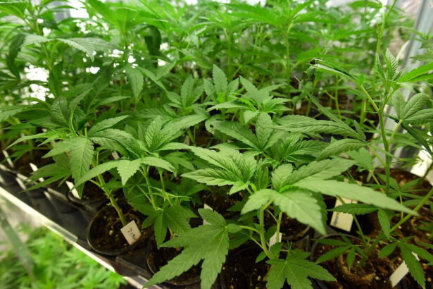 Bocciato referendum sulla cannabis: tutte le decisioni della Corte Costituzionale 14