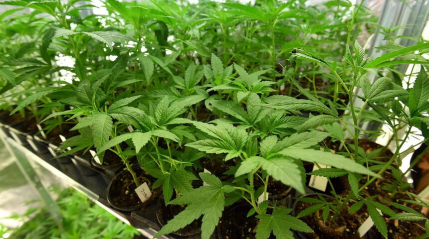 Bocciato referendum sulla cannabis: tutte le decisioni della Corte Costituzionale 1