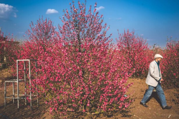 Vi racconto il Tết: cos'è il capodanno lunare in Vietnam 12