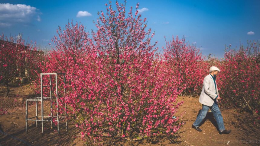 Vi racconto il Tết: cos'è il capodanno lunare in Vietnam 1