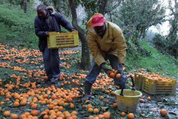 Regolarizzare i lavoratori in nero migranti e salvare i nostri raccolti 10