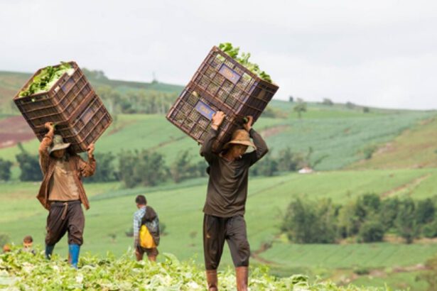 Caporalato: incassava 6 milioni l’anno, ma pagava i braccianti 3,33 euro l’ora 18