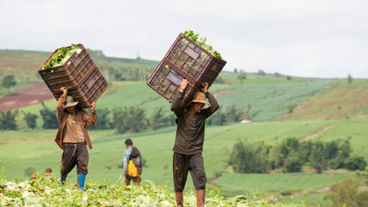 Caporalato: incassava 6 milioni l’anno, ma pagava i braccianti 3,33 euro l’ora 17