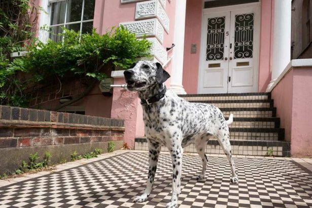 Avete 10 milioni di euro? A Londra è in vendita la casa de "La carica dei 101" 13