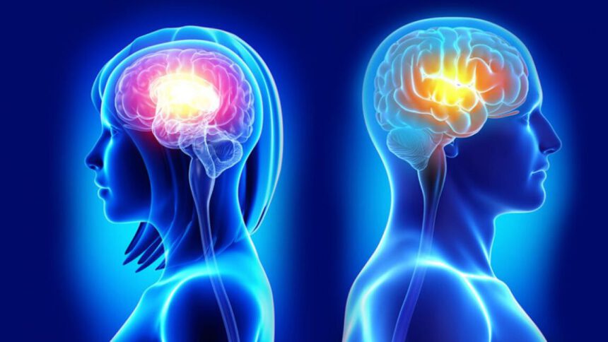 A parità di età, il cervello femminile risulta 3 anni più giovane di quello maschile: invecchia più lentamente 1