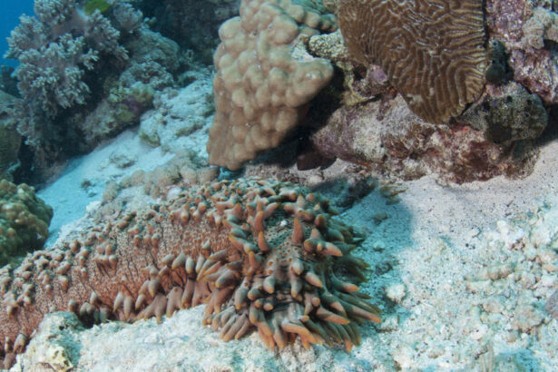 Quanto il cetriolo di mare è importante per l'ecosistema marino e cosa si può fare per salvaguardarlo? 8