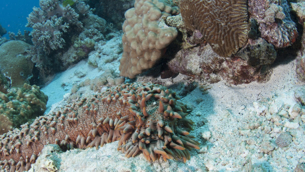 Quanto il cetriolo di mare è importante per l'ecosistema marino e cosa si può fare per salvaguardarlo? 19