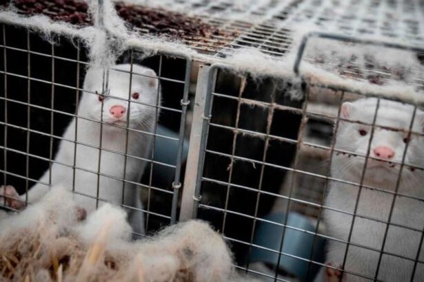 Chiusura definitiva degli allevamenti di visoni: lo deciderà la Legge di Bilancio 10
