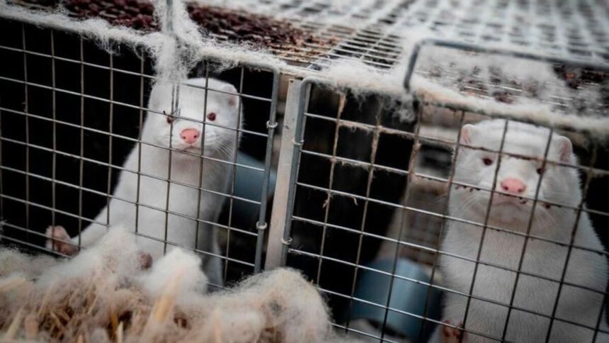 Chiusura definitiva degli allevamenti di visoni: lo deciderà la Legge di Bilancio 1
