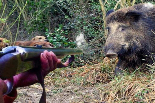 Alessandria, cacciatore spara a un cinghiale. L'animale si difende e lo uccide 13