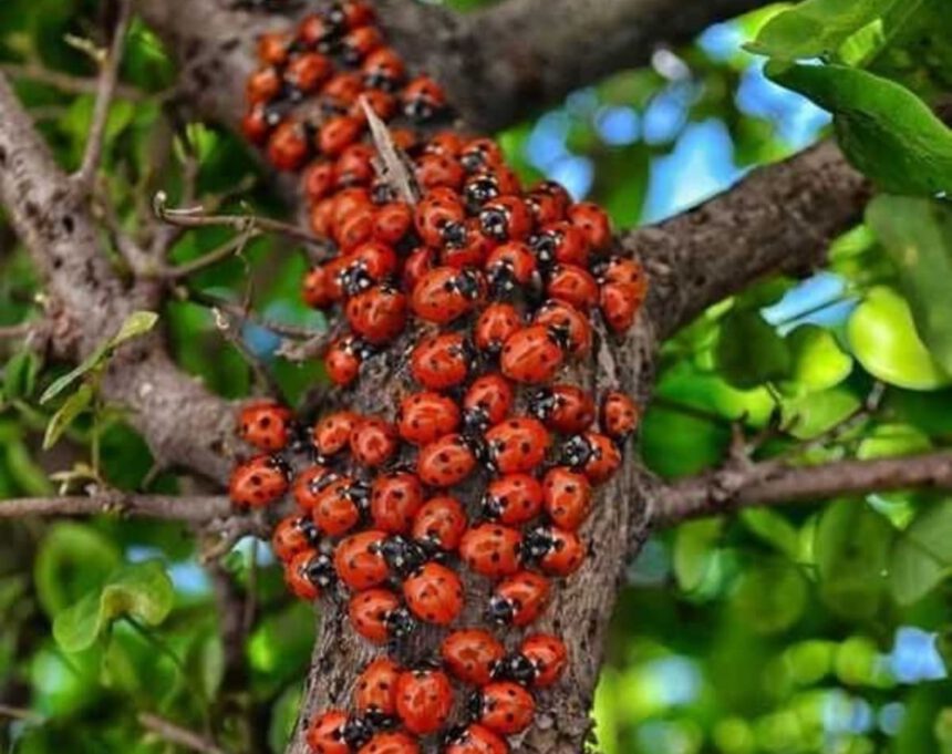 Puglia, l’inaspettata invasione delle coccinelle 2 Puglia, l’inaspettata invasione delle coccinelle 1