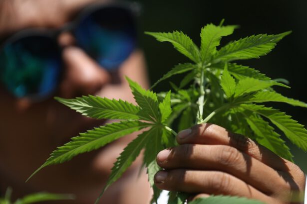 Referendum cannabis, i Comuni rischiano di sabotarlo. L'esperto: "Ecco i vantaggi della legalizzazione" 14