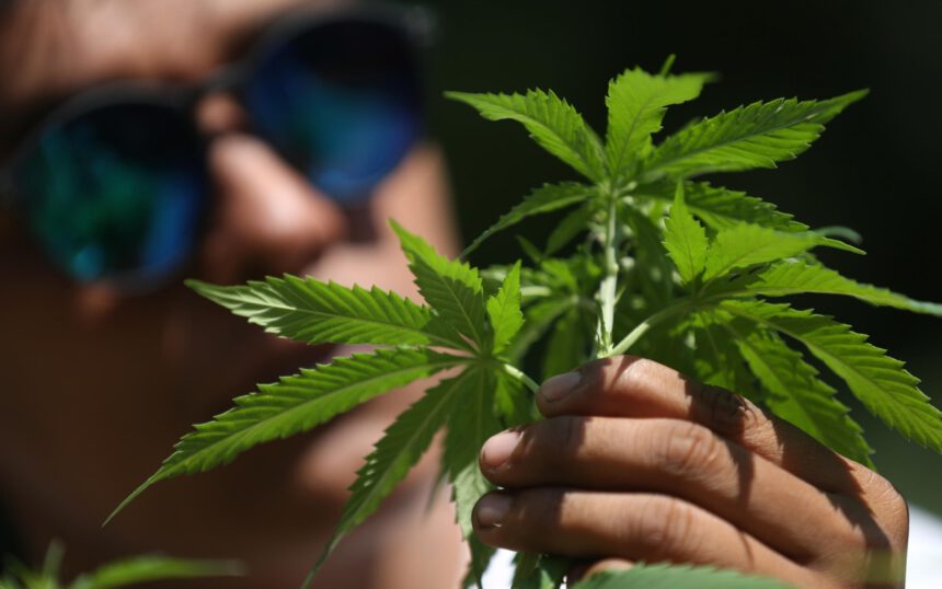 Referendum cannabis, i Comuni rischiano di sabotarlo. L'esperto: "Ecco i vantaggi della legalizzazione" 1