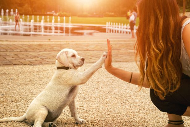 Giornata mondiale del cane: un'amicizia lunga millenni 7