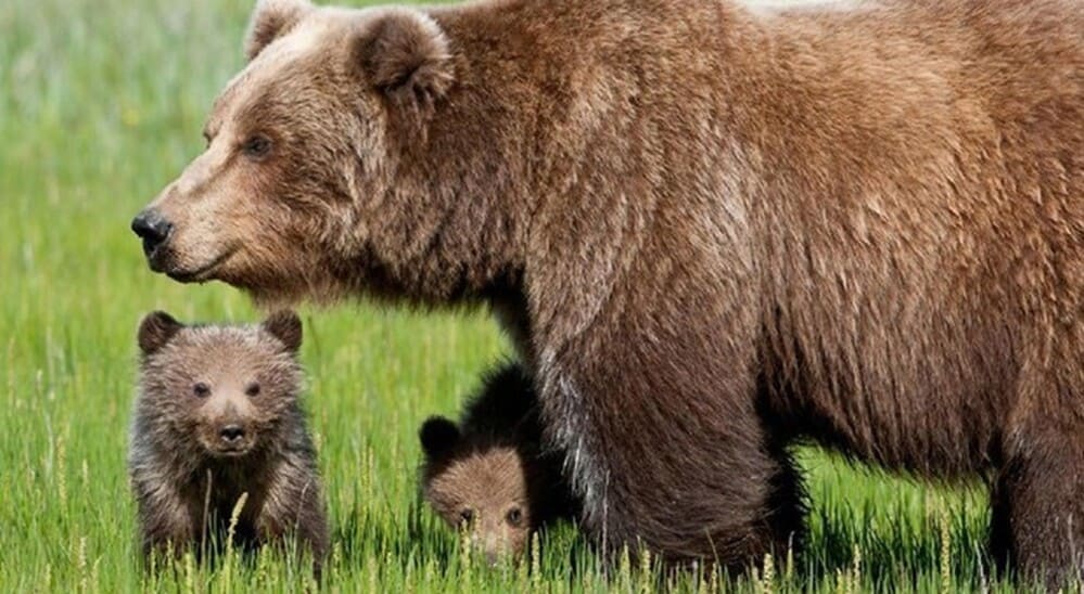 Usa, Trump autorizzata la caccia nelle riserve dell'Alaska. Lecito uccidere anche cuccioli 17