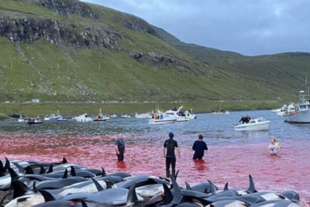 Isole Faroe, 1428 delfini massacrati dalla Grindadràp: "La maggior parte finirà nella spazzatura" 6