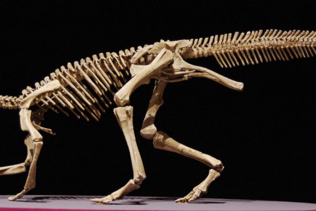 Scheletro di dinosauro all'asta a Milano: si parte da una base di 250mila euro 7