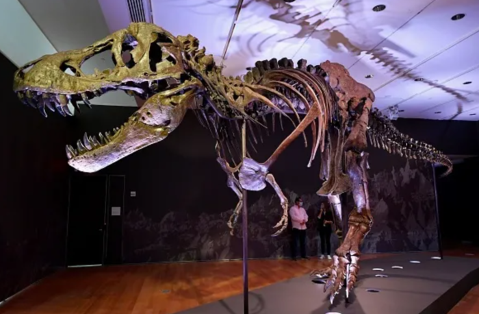 Scheletro di dinosauro all'asta a Milano: si parte da una base di 250mila euro 4 Scheletro di dinosauro all'asta a Milano: si parte da una base di 250mila euro 3