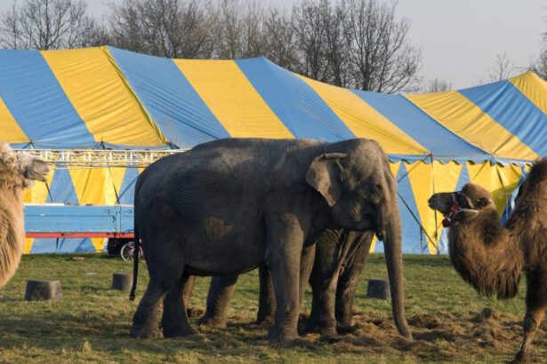 Francia, gli animali non saranno più sfruttati al circo: ora è legge 10
