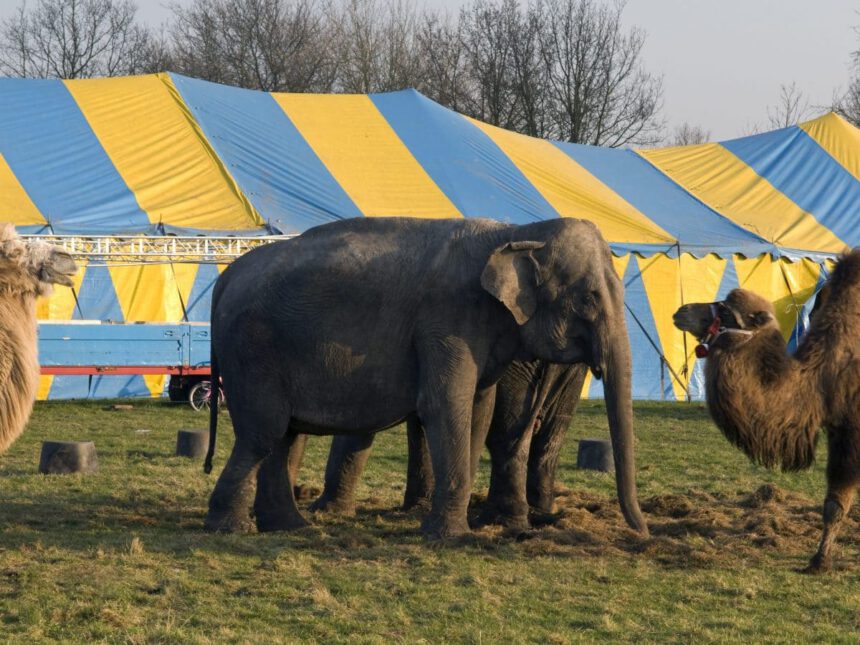 Francia, gli animali non saranno più sfruttati al circo: ora è legge 1