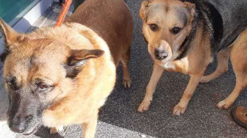 donna morta da tre giorni_