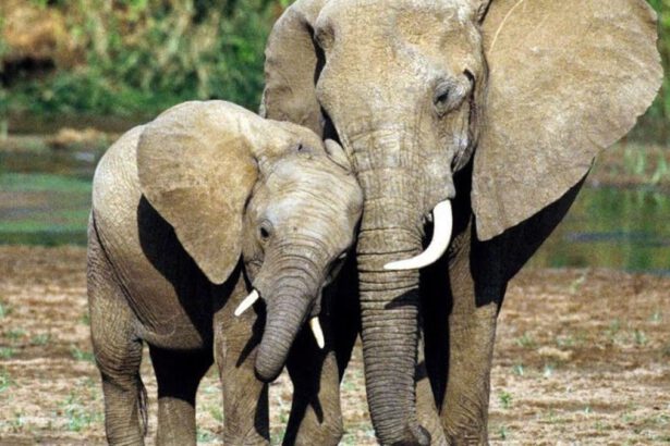 Congo, bracconiere condannato a 30 anni di carcere per aver ucciso 500 elefanti: sentenza storica 14