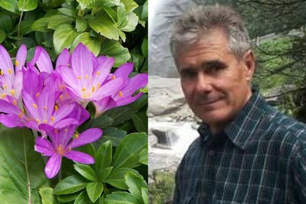 Treviso, 62enne muore avvelenato: aveva scambiato il falso zafferano per aglio selvatico 10