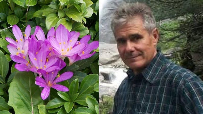 Treviso, 62enne muore avvelenato: aveva scambiato il falso zafferano per aglio selvatico 1