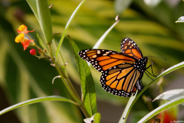 USA, Siglato accordo per proteggere la farfalla monarca. Oggi si festeggia la biodiversità 10