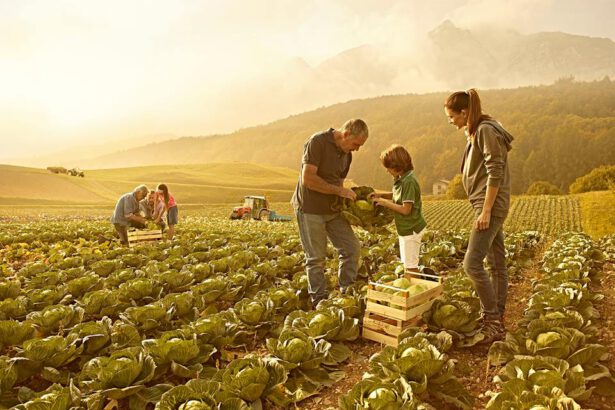 YouFarmer: affitti il terreno e coltivi il tuo orto biologico 7