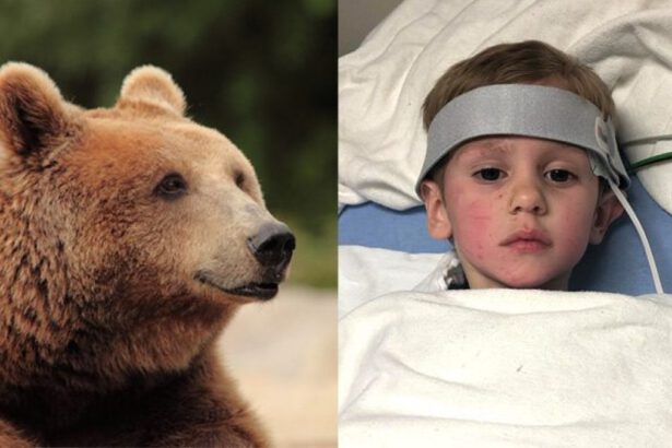 "Mi ha salvato un orso, è mio amico": bimbo di tre anni si perde nel bosco e sopravvive al gelo 11