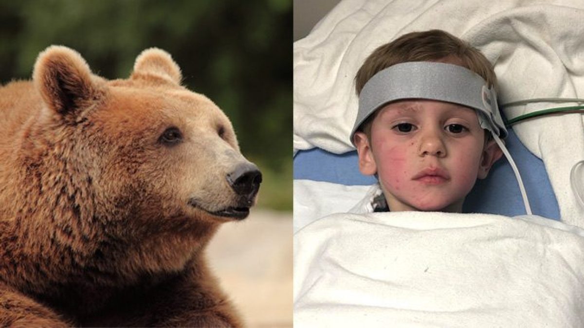 "Mi ha salvato un orso, è mio amico": bimbo di tre anni si perde nel bosco e sopravvive al gelo 17