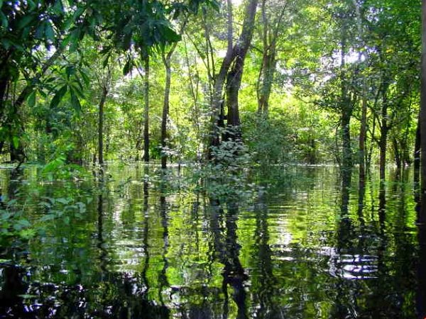 La 'Cappella Sistina degli antichi', l'arte preistorica nascosta nella Foresta amazzonica 5