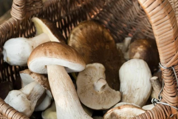 Come riconoscere i funghi commestibili: breve guida per una passeggiata in montagna 47