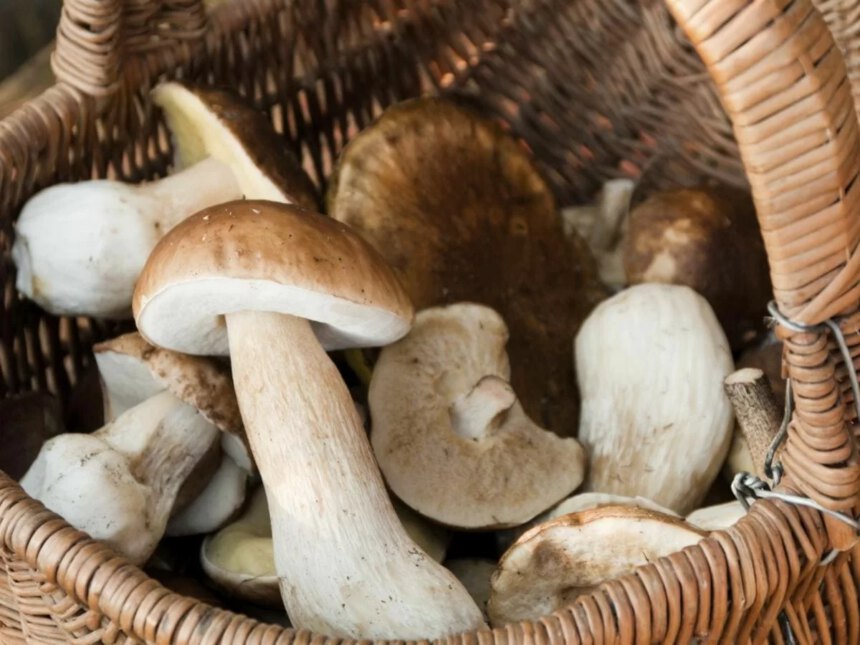 Come riconoscere i funghi commestibili: breve guida per una passeggiata in montagna 1