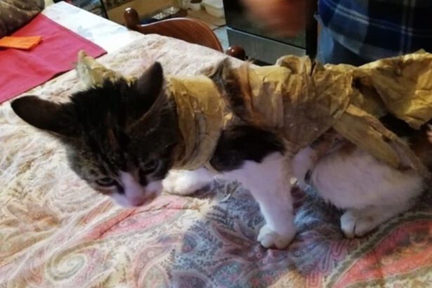 Gattina salvata prima dall’arrivo del camion rifiuti 15