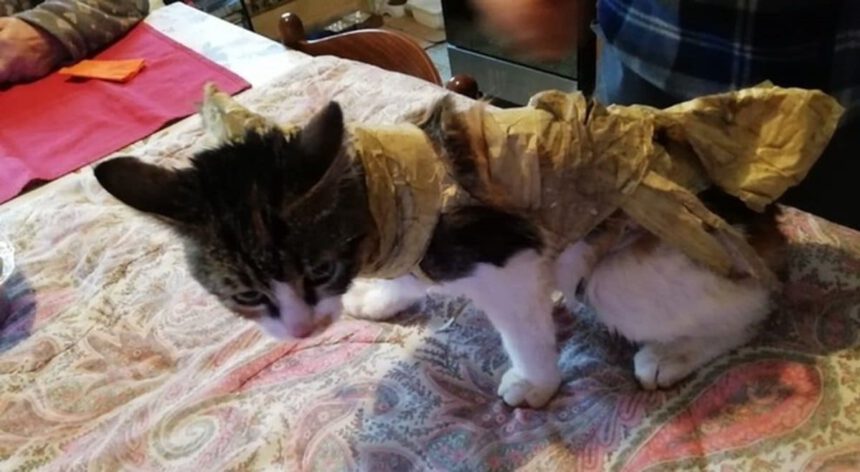 Gattina salvata prima dall’arrivo del camion rifiuti 2 Gattina salvata prima dall’arrivo del camion rifiuti 1