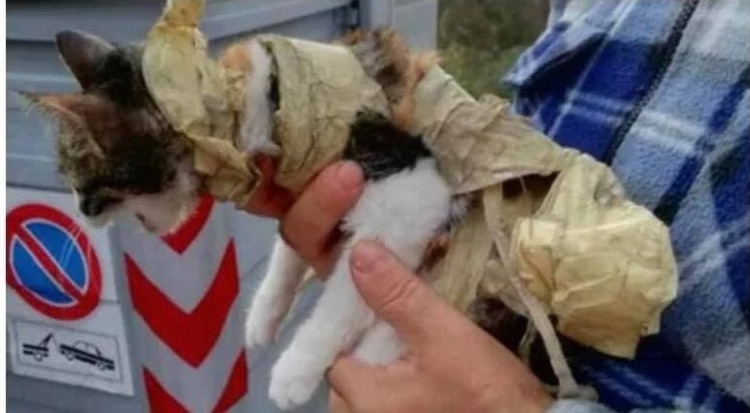 Gattina salvata prima dall’arrivo del camion rifiuti 4 Gattina salvata prima dall’arrivo del camion rifiuti 3