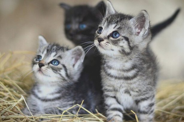 Gattini salvati da attivista: murati vivi perché davano fastidio ai condomini 10