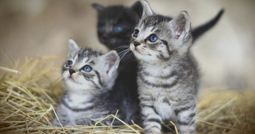 Gattini salvati da attivista: murati vivi perché davano fastidio ai condomini 1