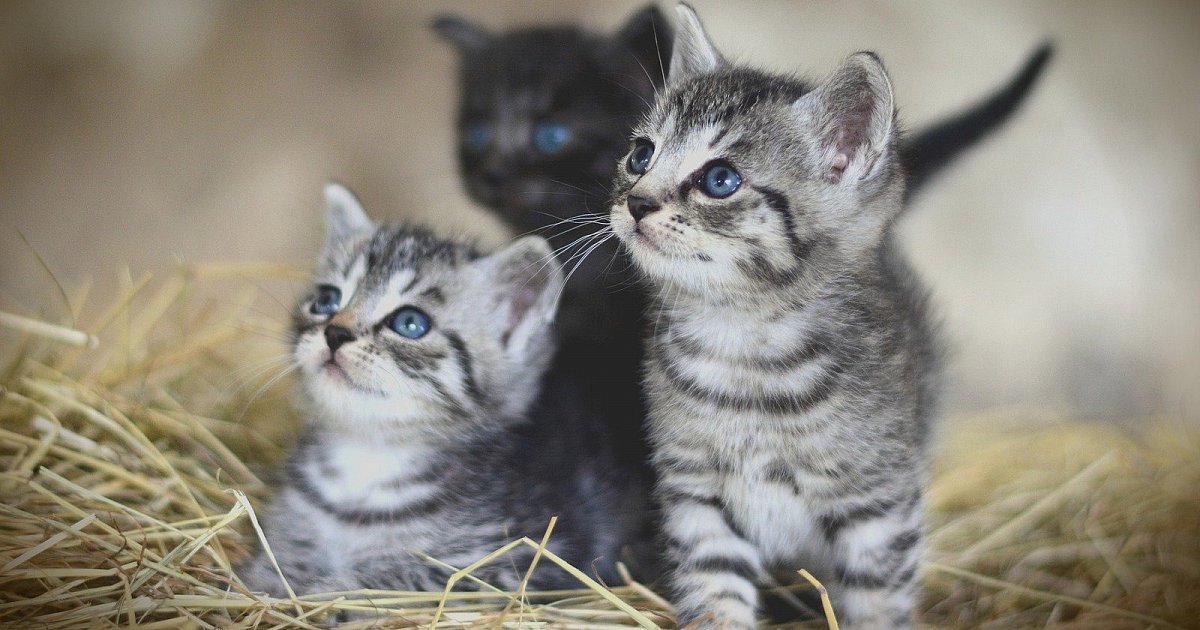 Gattini salvati da attivista: murati vivi perché davano fastidio ai condomini 11