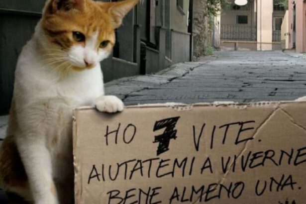 Festa del gatto, il più misterioso, affascite e amato compagno di sempre 18