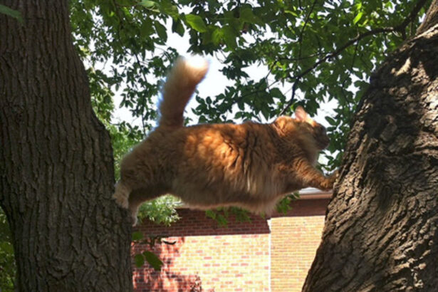 12 foto di gatti che ti faranno morire dal ridere, il 5 è davvero assurdo 5