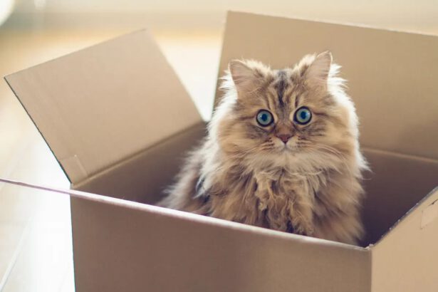 Il paradosso del gatto di Schrödinger facile facile 21