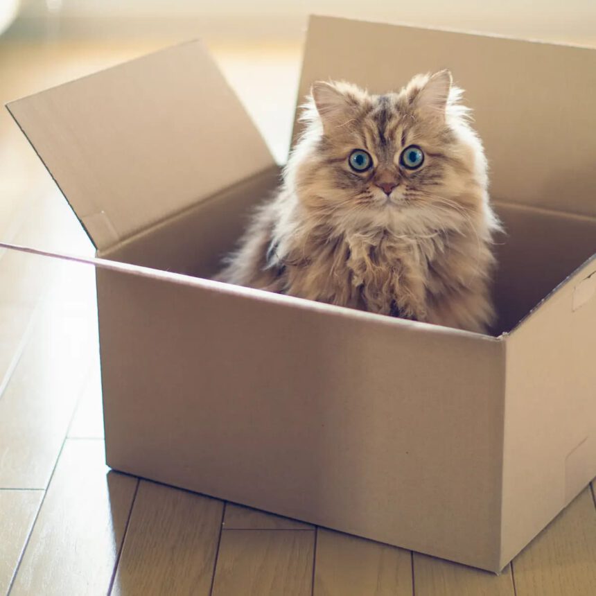 Il paradosso del gatto di Schrödinger facile facile 2 Il paradosso del gatto di Schrödinger facile facile 1