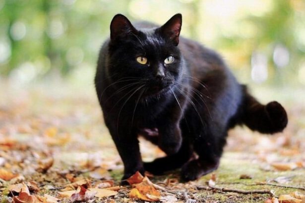 Giornata internazionale del gatto nero: perché il 17 novembre 13
