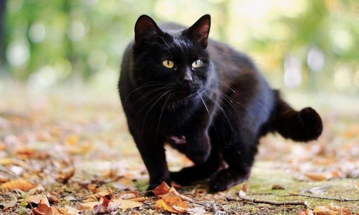 Giornata internazionale del gatto nero: perché il 17 novembre 19
